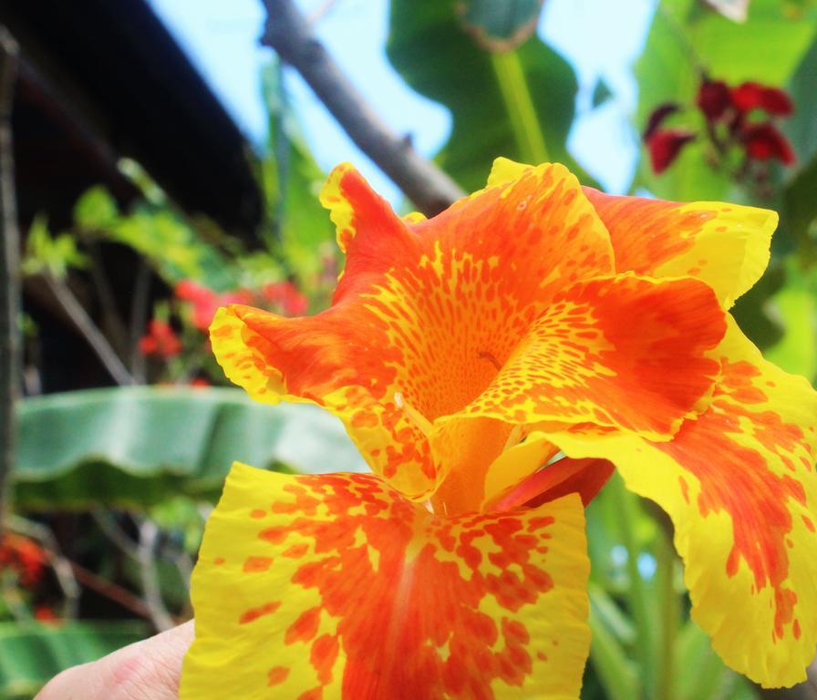 Mahogany Cottage Ilhas Gili Exterior foto